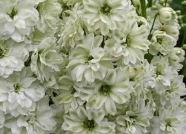 image (1)
